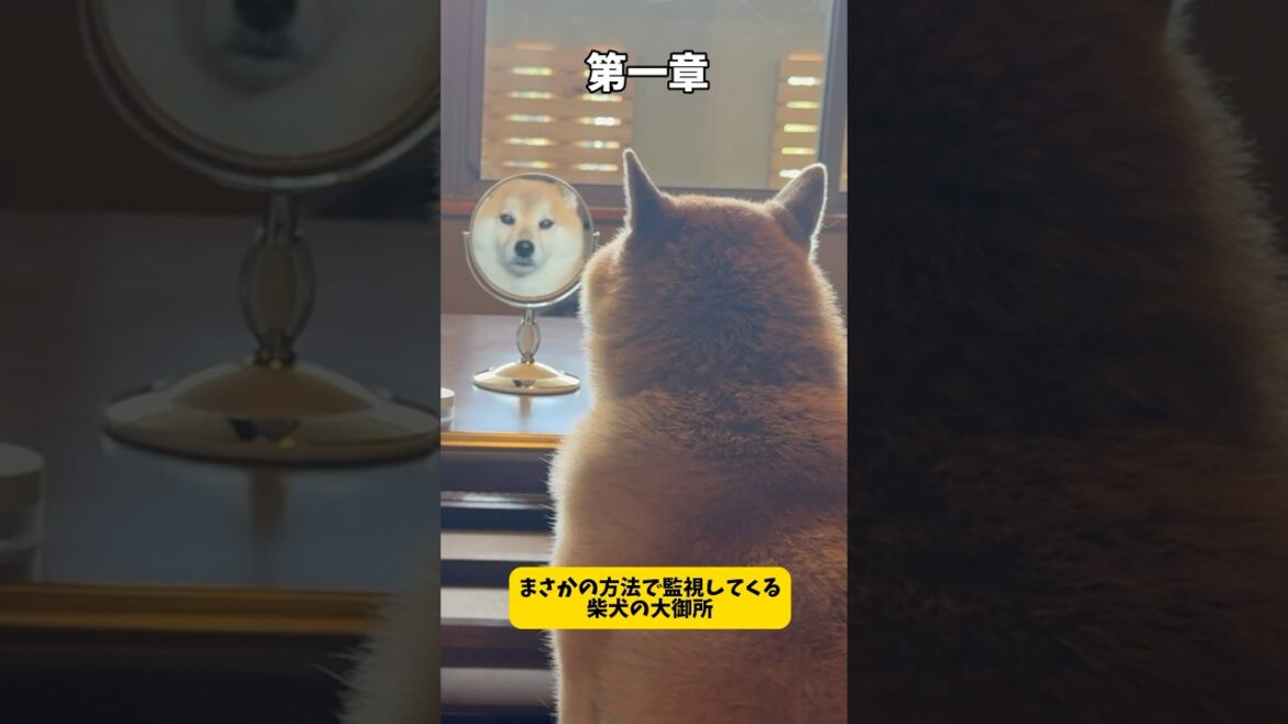 柴犬の癖強な監視がヤバすぎる#柴犬#シベリアンハスキー #shorts #shibainu #shortvideo