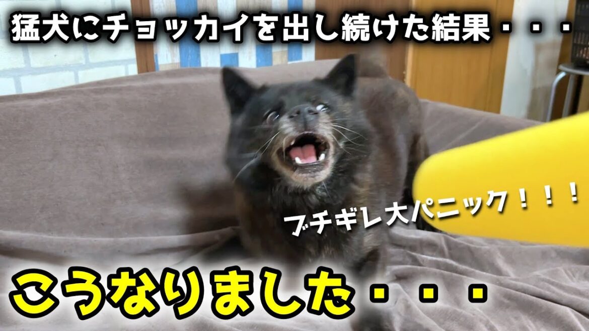 猛犬種（甲斐犬）にチョッカイを出しすぎると、こうなります