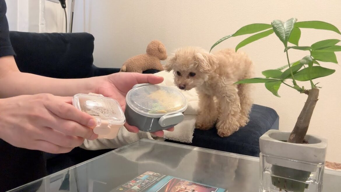 小殿とのんびり昼食でも食べよう
