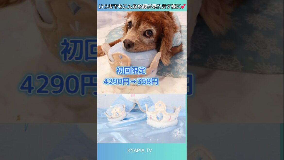 ドギーボックス｜Doggy Box 愛犬とママが幸せになれる魔法のボックス🎁✨ #doggybox #キャバリア