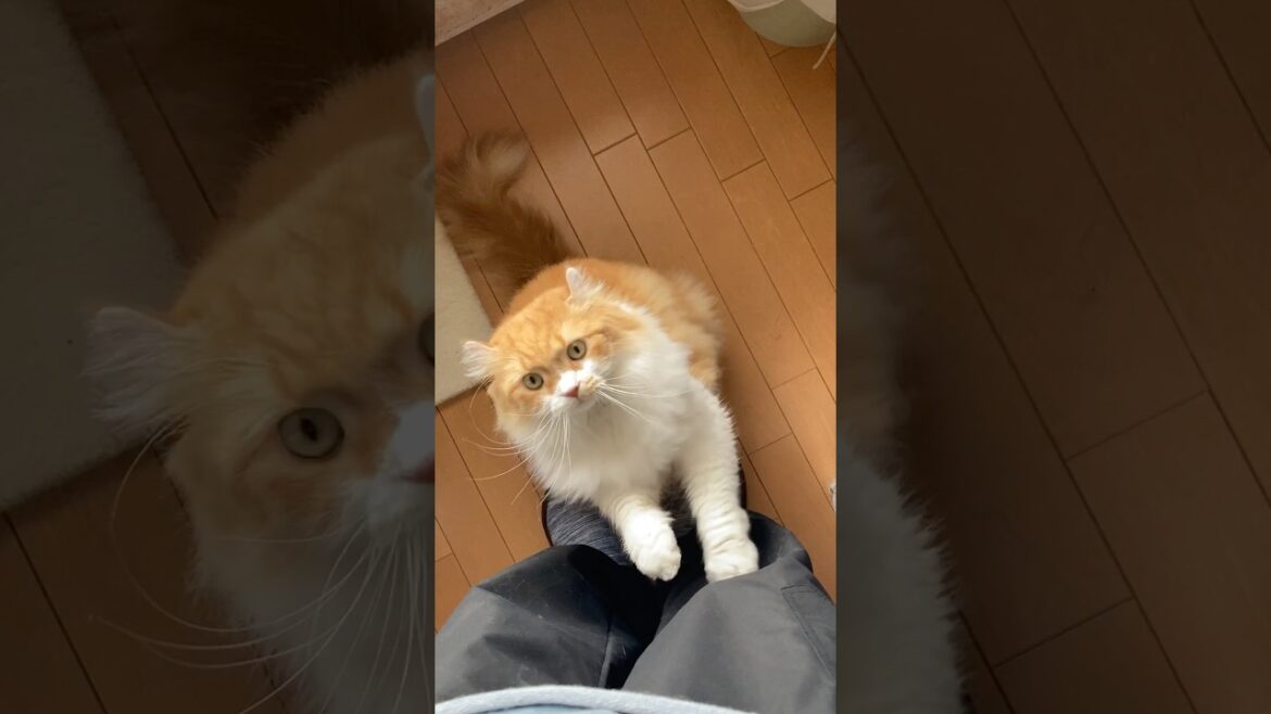 かまって欲しい猫  #cat #猫のいる暮らし #アメリカンカール