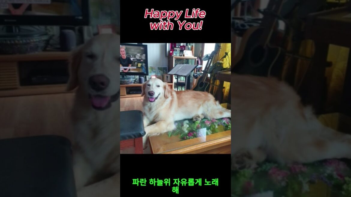 강아지의 사진들 #강아지 #puppy #goldenretriever#retreiver #골든리트리버 #리트리버 #애견영상