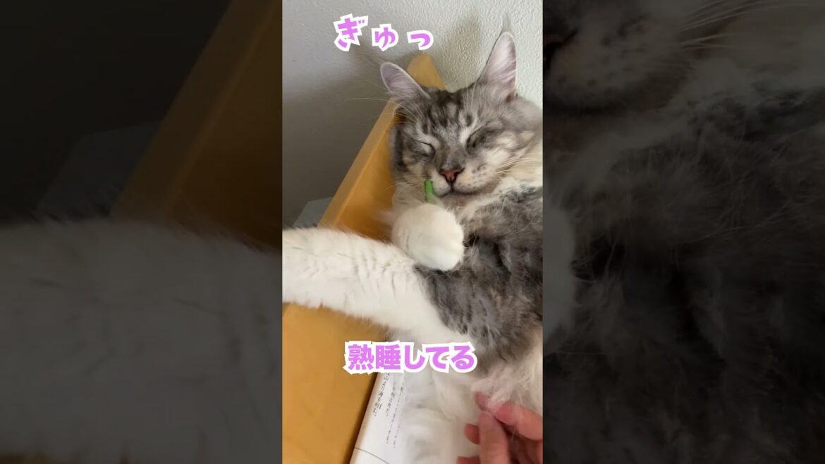 鉛筆を抱きしめて爆睡する大型猫#メインクーン#shorts
