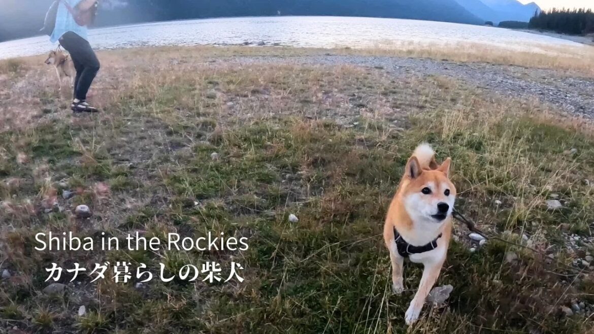誰よりも早く熊の気配を察知して飼い主に危険を知らせる柴犬【4K】 誰よりも早く熊の気配を察知して飼い主に危険を知らせる柴犬【4K】
