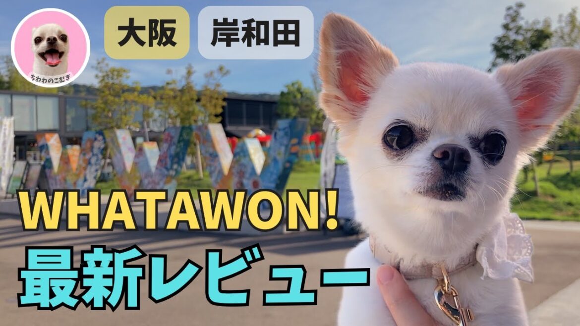 【最新レビュー】チワワとWHATAWONへ|犬連れで楽しめる!大阪・岸和田へお出かけ 【最新レビュー】チワワとWHATAWONへ|犬連れで楽しめる!大阪・岸和田へお出かけ