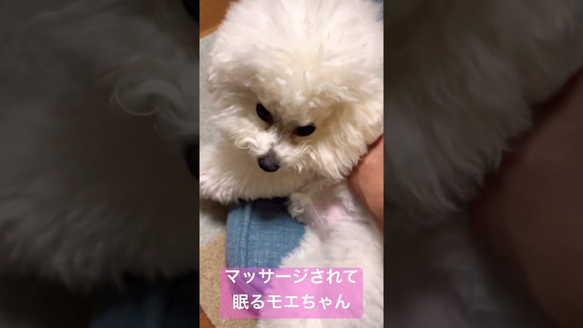 #shorts #short  #ビションフリーゼ マッサージされて寝る子