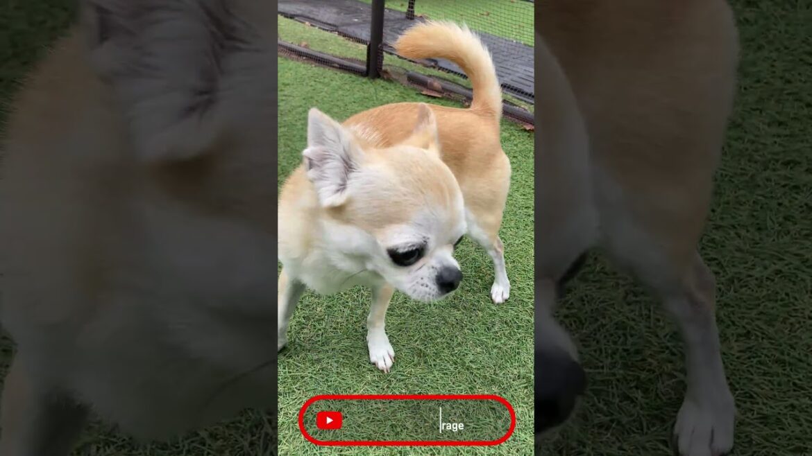 スムースコートチワワ きな子ちゃんができること #Shorts #dog