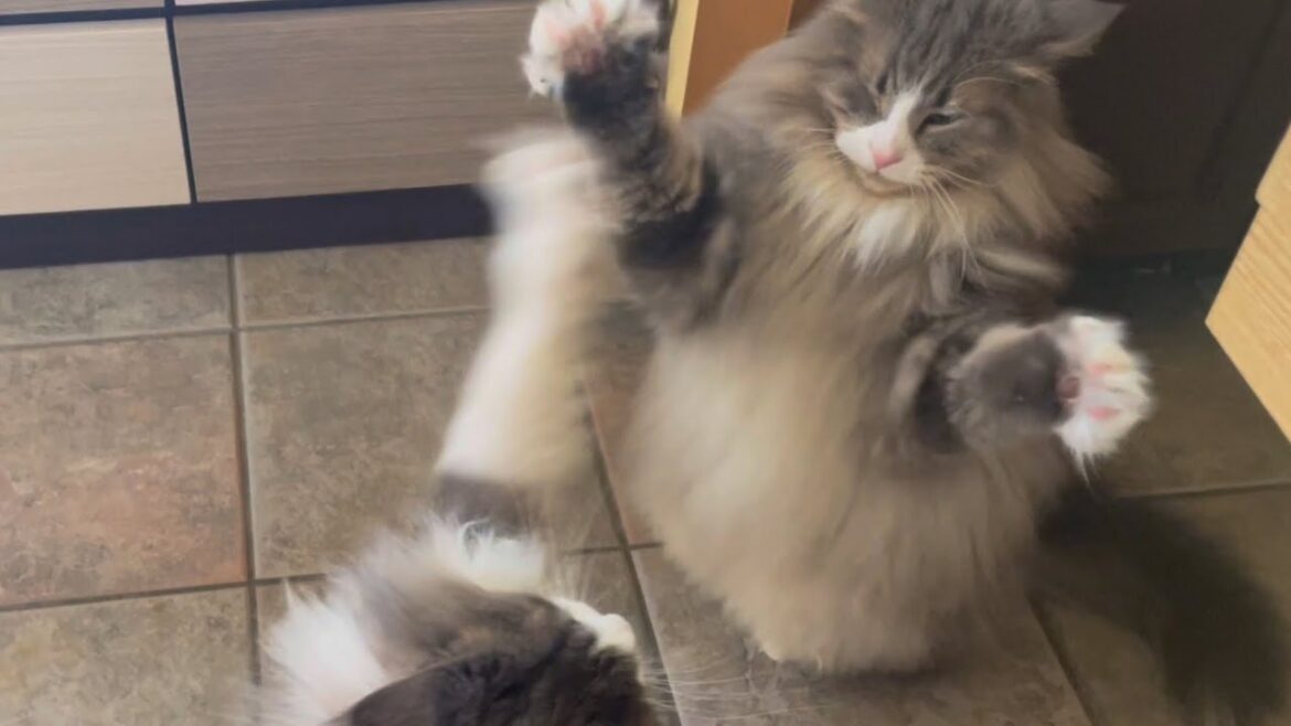 【癒し✨】やる気のないバトルをする兄弟が可愛すぎる♡仲良しノルウェージャンフォレストキャット 【癒し✨】やる気のないバトルをする兄弟が可愛すぎる♡仲良しノルウェージャンフォレストキャット
