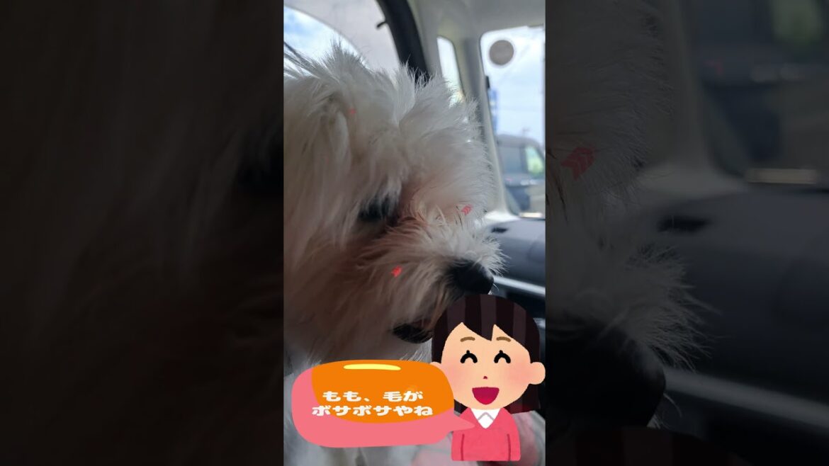 「あの車あおり運転じゃない?」💛マルチーズ子犬#シニア#マルチーズ#子犬#しつけ #ふせ#かわいい#赤ちゃん#遊ぶ#ペット#癒し#お迎え#トリミング#カット#性格 #あおり運転 「あの車あおり運転じゃない?」💛マルチーズ子犬#シニア#マルチーズ#子犬#しつけ #ふせ#かわいい#赤ちゃん#遊ぶ#ペット#癒し#お迎え#トリミング#カット#性格 #あおり運転