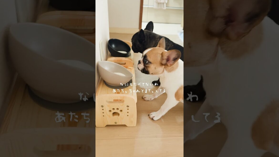 【フレンチブルドッグ】何も食べてないフリしてるけどバレバレな犬😗🐾 #フレンチブルドッグ #frenchbulldog #ペット #愛犬