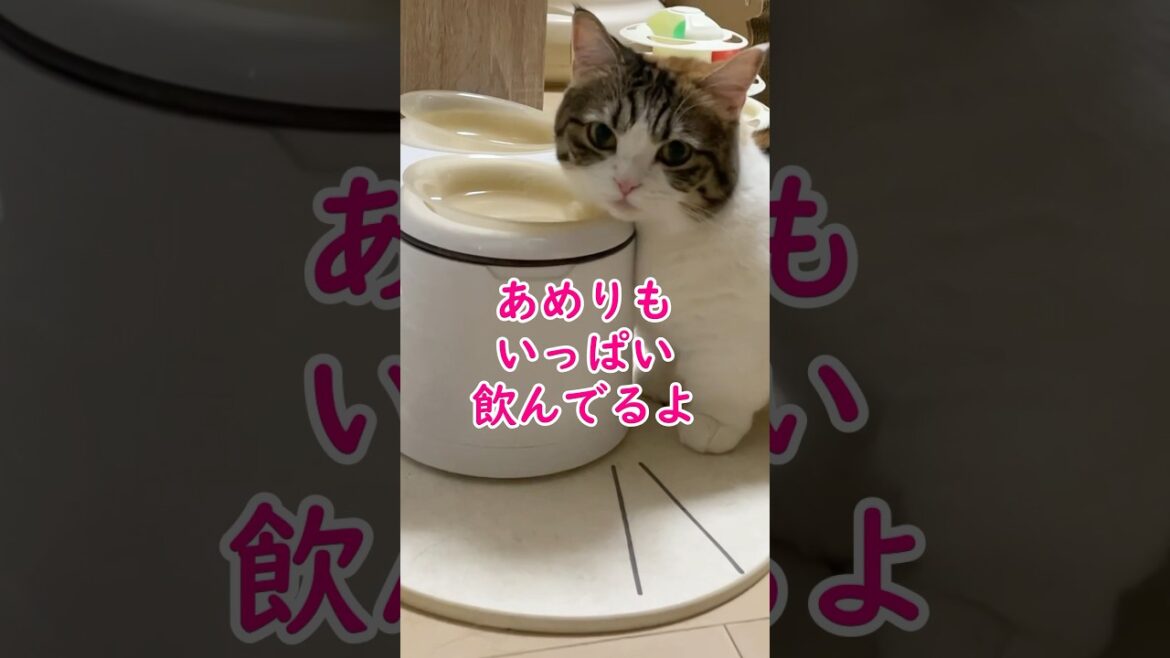 ハイテク給水器1ヶ月半使ってみたよ