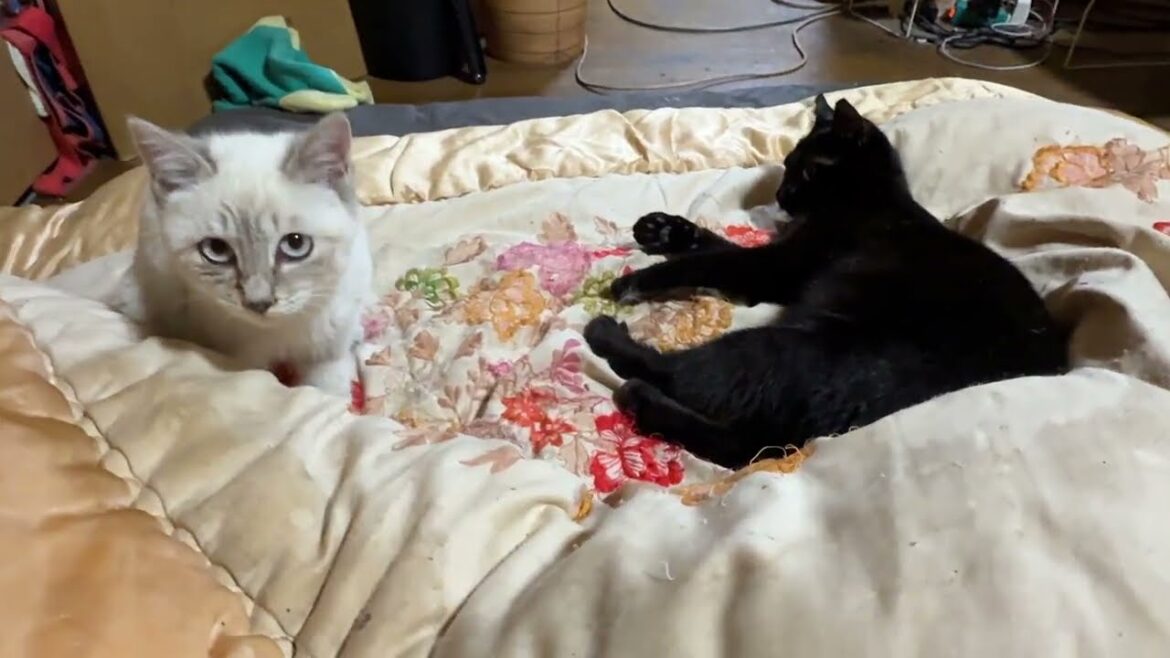 黒猫くーのシッポを狙い仕掛けるシャムの子ネコ雫。くー、黒猫の黒夢に、ちょっかいを出し、キジシロ来夢まで巻き込みw