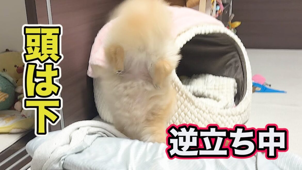 興奮しすぎて逆立ちをしてしまうポメラニアン