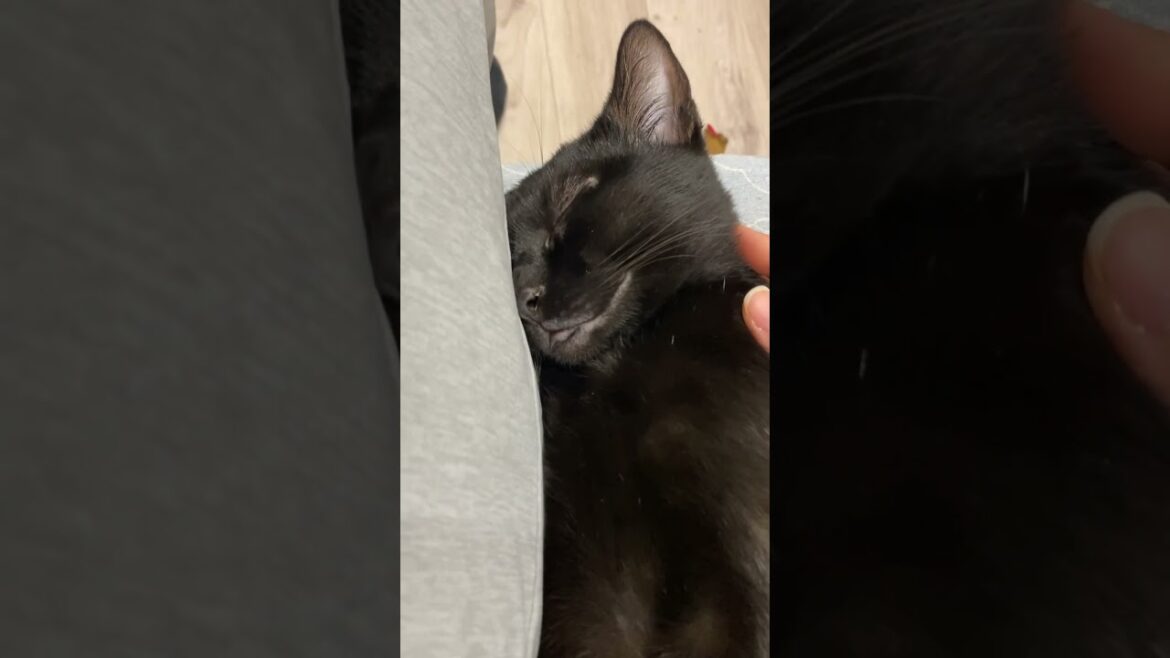 ぐっすり黒猫　#ボンベイ #子猫 #cat #bombay #猫のいる暮らし #ねこのいる生活 #ねこ動画 #ねこ #猫好きさんと繋がりたい #かわいい #癒やし #お昼寝 #もふもふ