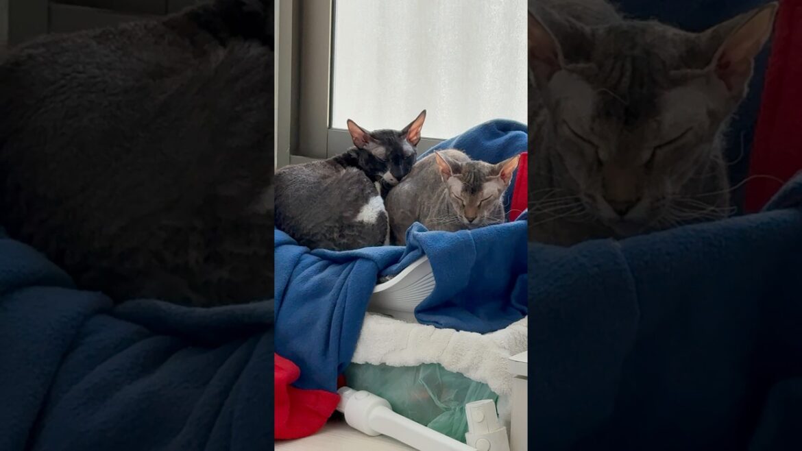 So much love 🥰 #cat #cute #shorts So much love 🥰 #cat #cute #shorts