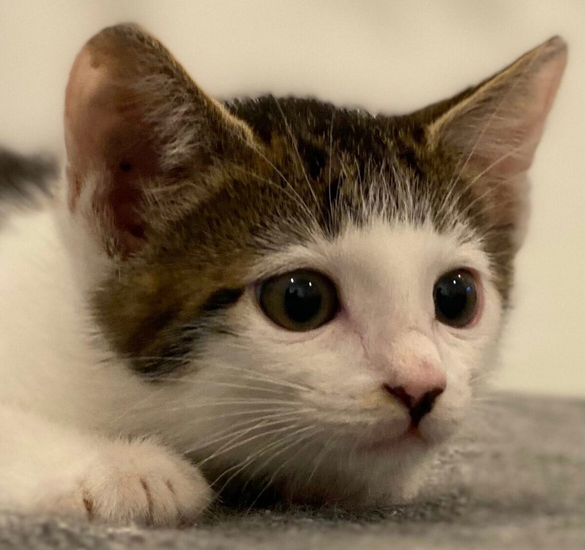 子猫時代からパッツンヘアの子猫　4歳の姿と比較した結果が話題 「今の前髪はモードな感じ「子猫時代はアーチ状」などの声 | LIMO | くらしとお金の経済メディア
