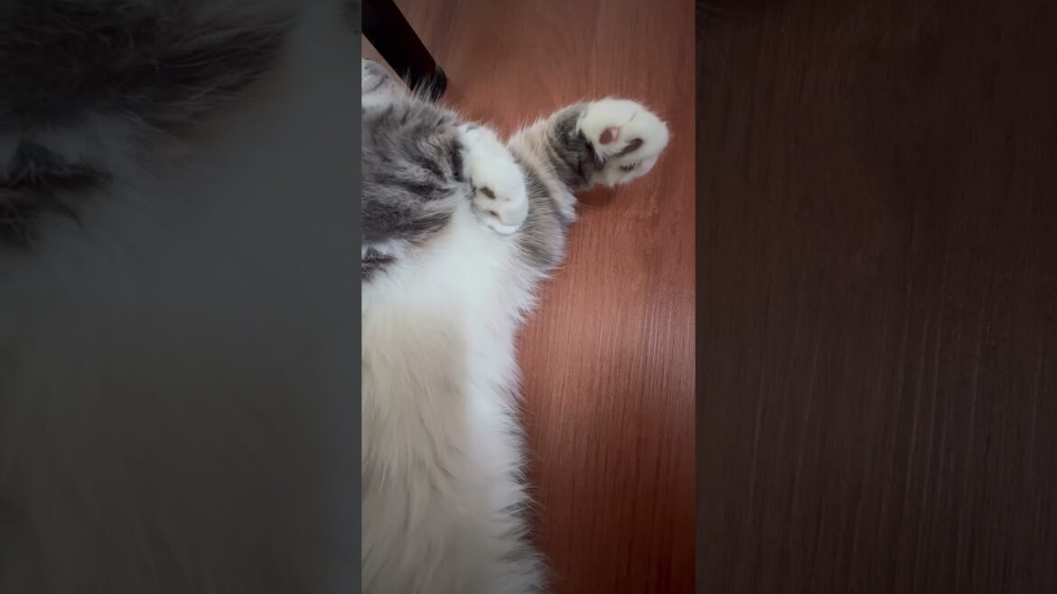 【あるある】足元でこっそり寝る猫ちゃん。動けない幸せを感じた #cat #munchkinfold #猫のいる暮らし