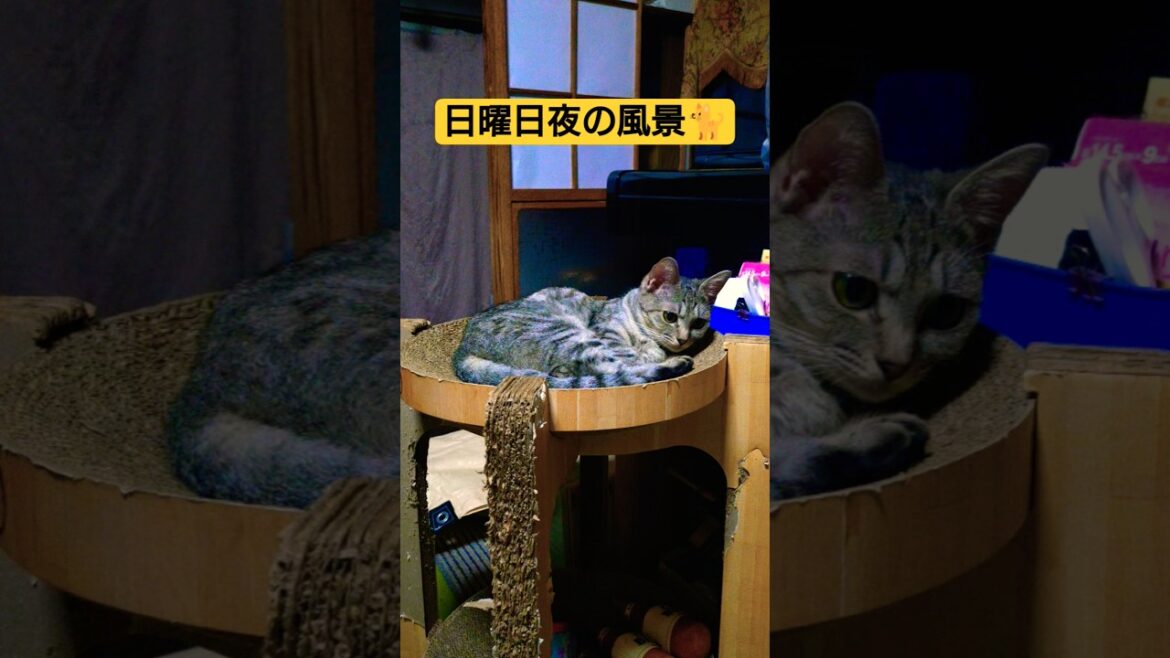 日曜日夜の風景です　夕飯後…個々にくつろいでる感じっす#cat #猫のいる暮らし #ねこ #ウタ #時雨#吹雪