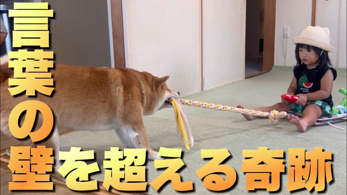 ２歳妹の「願い」に応える柴犬の姿。人間味のある行動に感動する夫婦