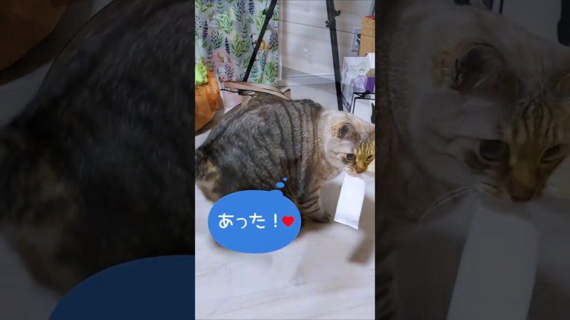 ひとり遊び（おしぼり編）#shorts #シャムミックス #しゃむねこ #catmovie