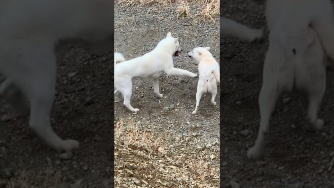 white lover🤍白い恋人❄️#紀州犬#日本犬#kishudog#dogs #sorts