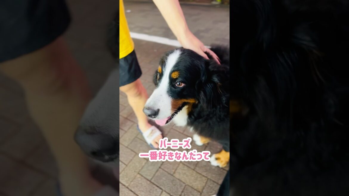 バーニーズ好きのお兄さんに会えたバーニーズ🐾