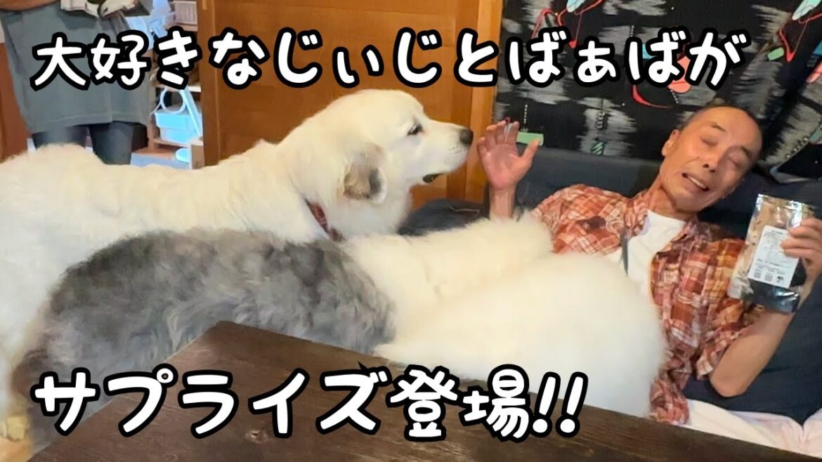 【まさか！】いるはずのない大好きな人が突然登場したら超大型犬たちも３歳児も喜びすぎて大変でした…笑｜グレートピレニーズ&オールドイングリッシュシープドッグ&トイプードル