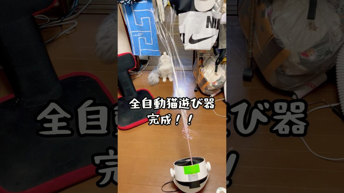 全自動猫じゃらし、失敗 #マンチカン #メインクーン 全自動猫じゃらし、失敗 #マンチカン #メインクーン