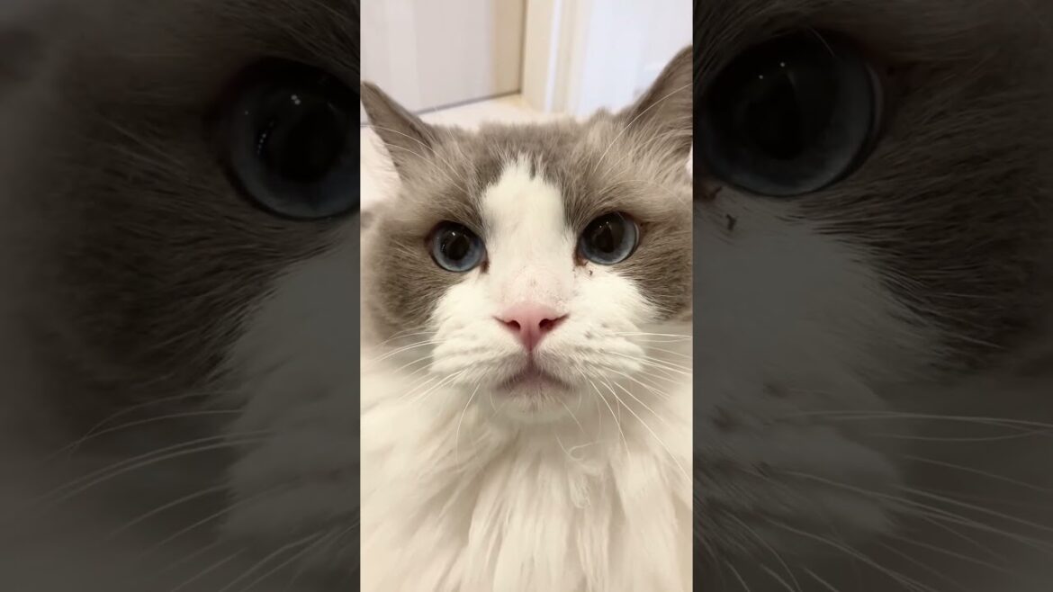 だんだん機嫌が悪くなるラグドール　#cat  #cats  #catlovers  #ragdoll #猫のいる暮らし