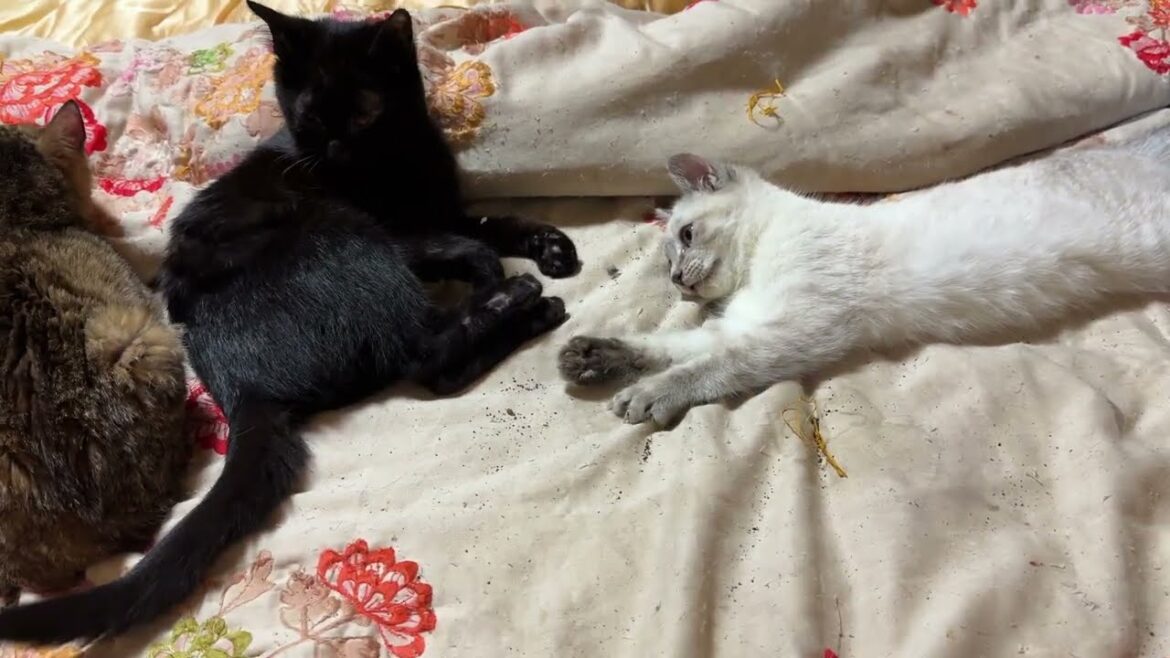 シャム猫の子ネコ雫「シッポ、いじるな！黒猫の子ネコ黒夢」