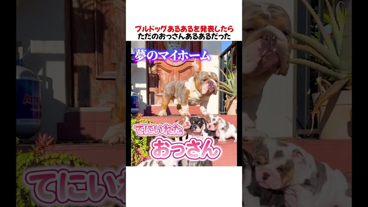 ブルドッグあるあるを発表したらただのおっさんあるあるだったwwwww