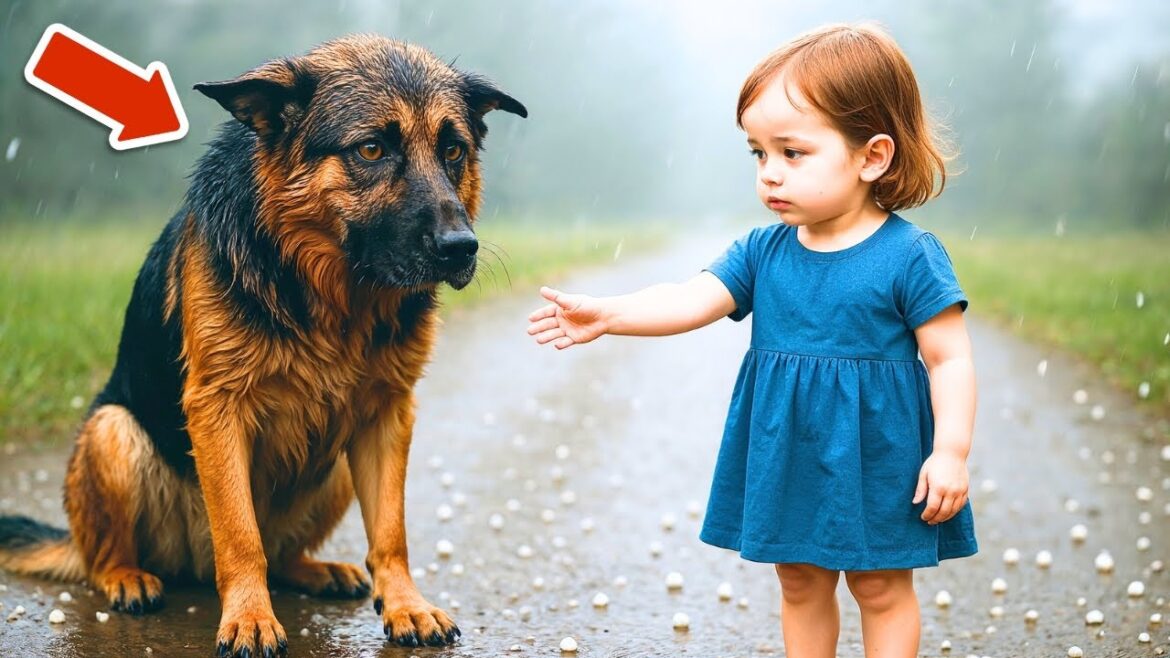 Baby Girl Found a German Shepherd Shivering Under Hailstorm – What Happened Next Melted Hearts!