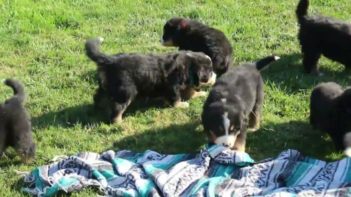 バーニーズ・マウンテン・ドッグの子犬販売