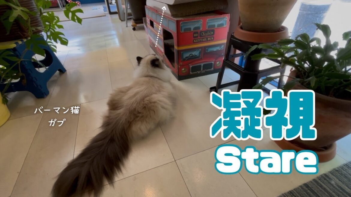 バーマン猫ガブとラフ【凝視】Stare（バーマン猫）Birman/Cat