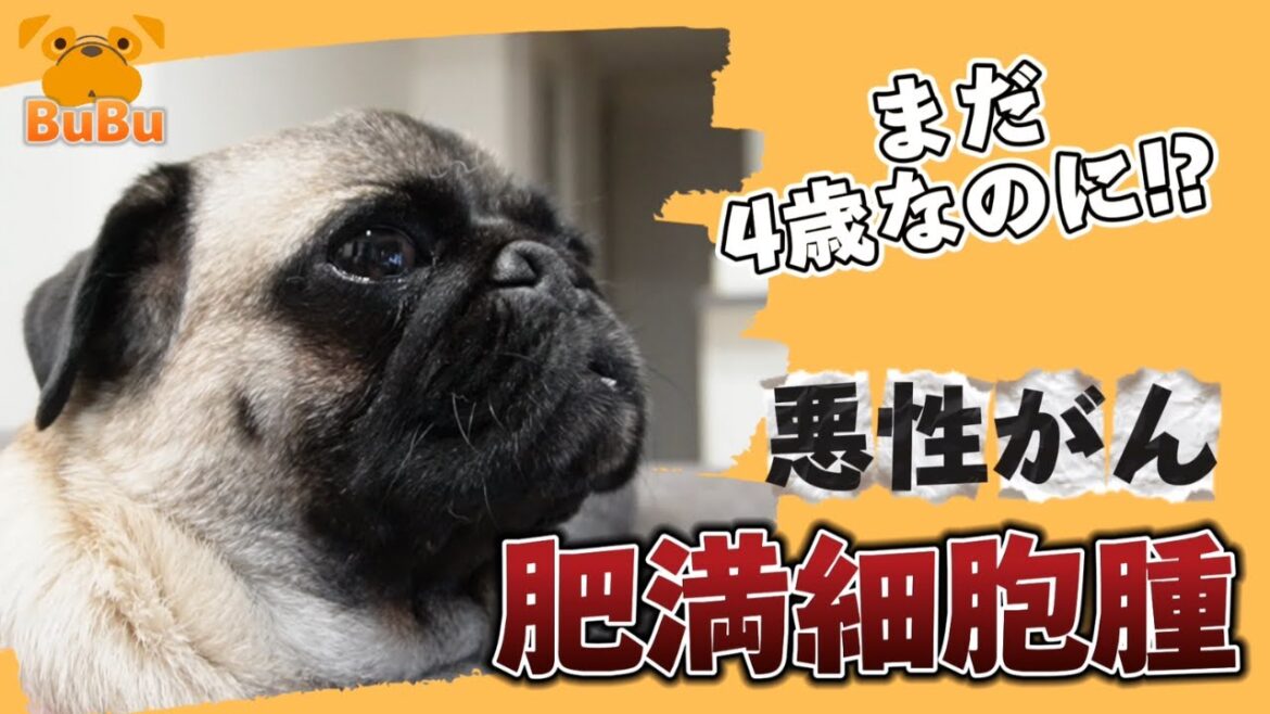 悪性ガン肥満細胞腫で手術した4歳のパグ【パグ犬BuBu】 悪性ガン肥満細胞腫で手術した4歳のパグ【パグ犬BuBu】