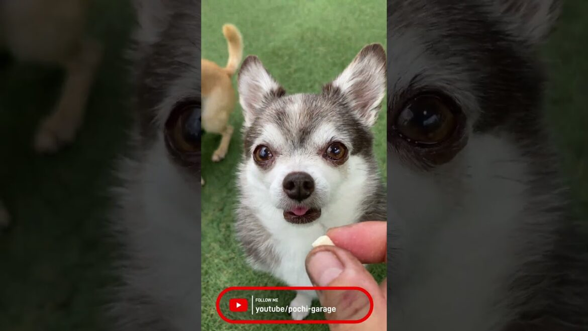 スムースコートチワワ お馴染みフェイントチャレンジ #Shorts #dog