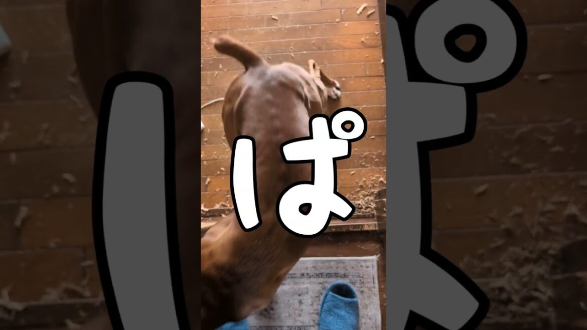 大丈夫やと思ったお留守番 #ボクサー犬 #コントチャンネル #犬のいる生活 #大型犬のいる生活 #ペット #面白集 #いぬ #癒し