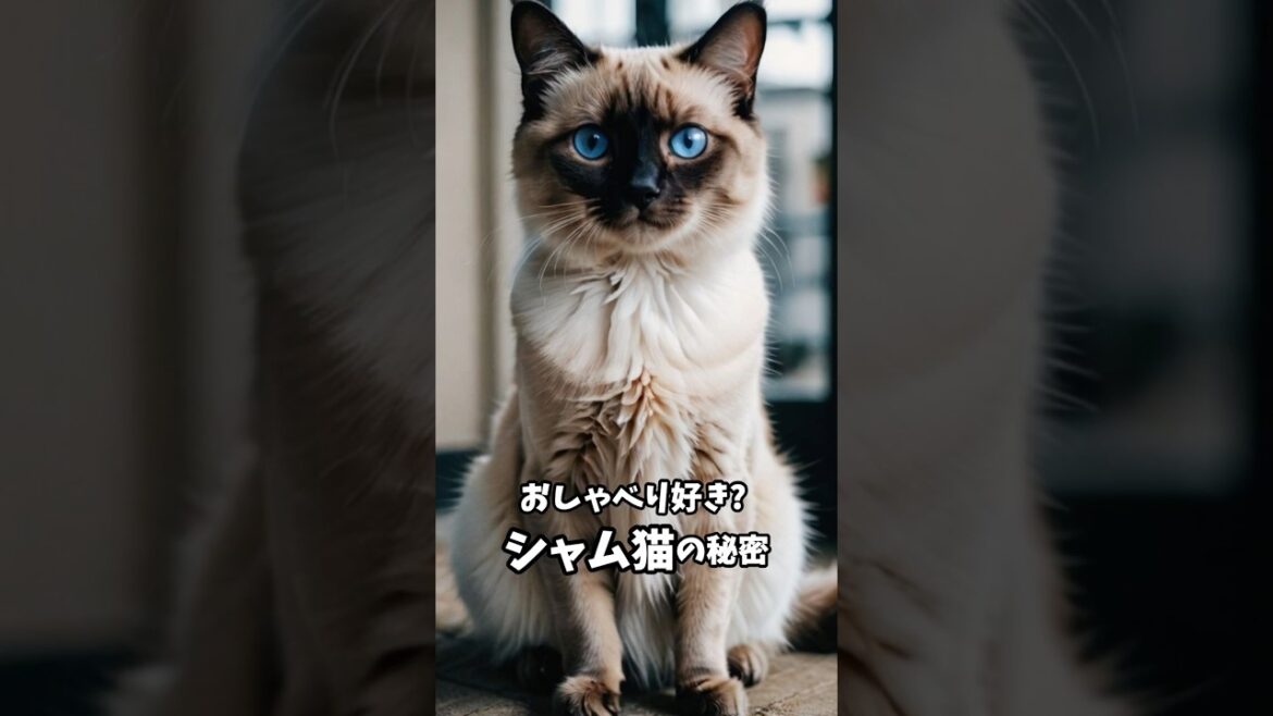 シャム猫       　　　　　　~ 魅惑の青い瞳 ~