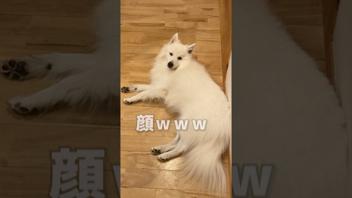 アイドリングなしでパパセンサー発揮する犬　#日本スピッツ #shorts #忠犬