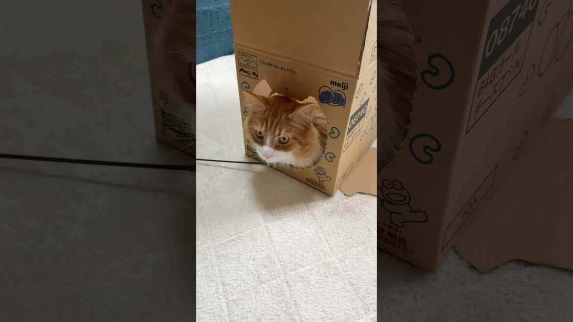 【カールのダンボール】カエルの穴開きから出る猫 #メインクーン