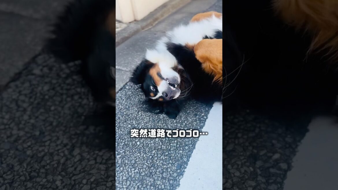 ゴロゴロからのフリフリ‼️ナデナデ大好きバーニーズ🐾