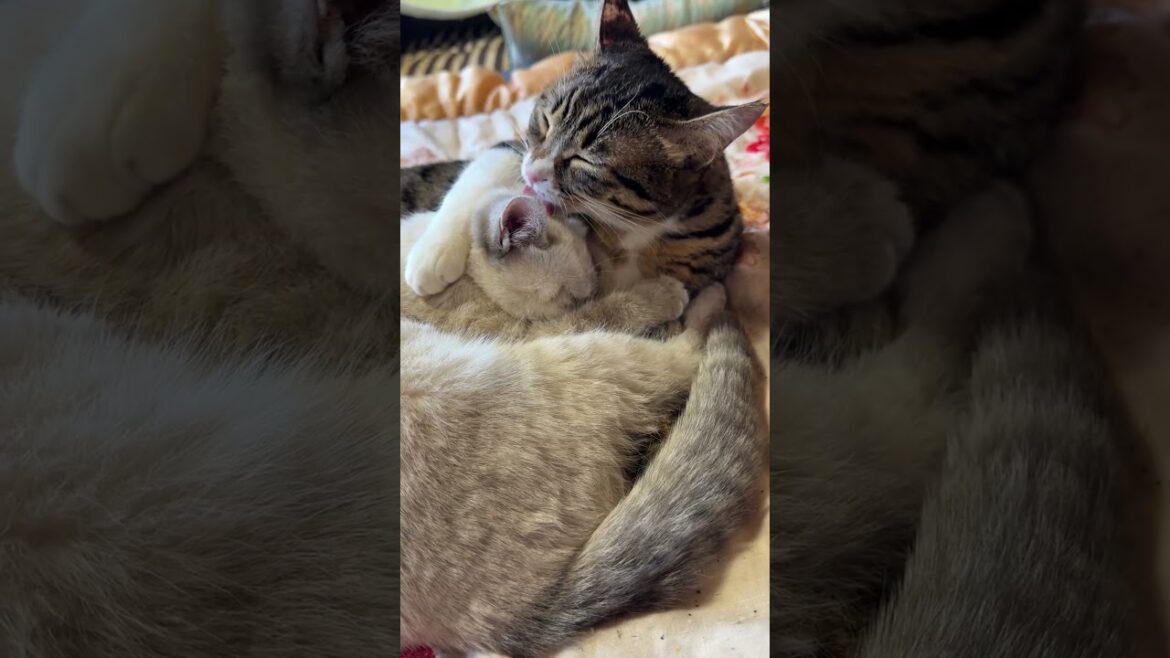 シャム猫の子ネコ雫を抱きかかえ、ナメナメするキジシロのルル。幸せな光景