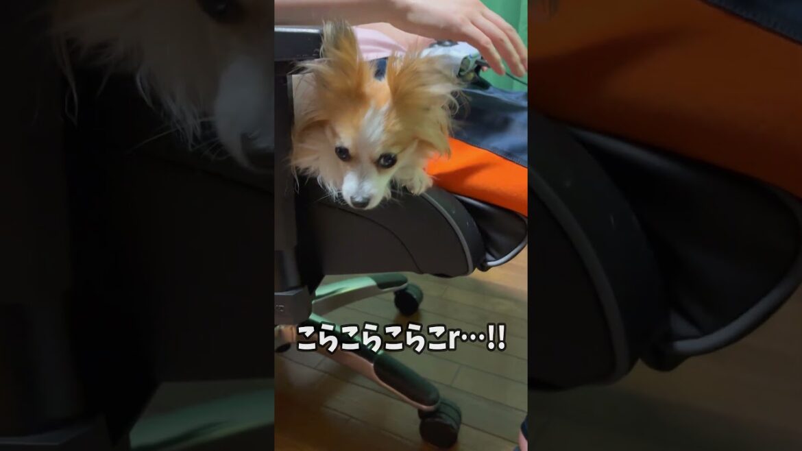 絶対に降りたい愛犬と、絶対に降ろしたくない飼い主【耳の小さなパピヨン犬】