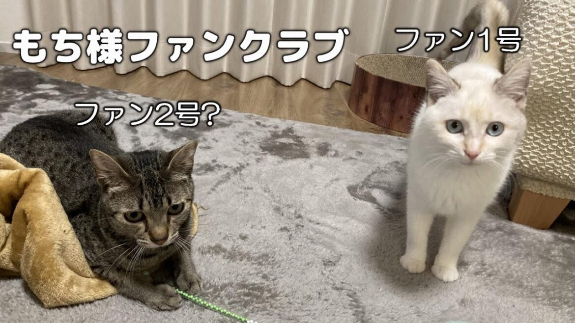 もち様に恋している？もちまる日記が大好きすぎる猫2匹【エジプシャンマウ】【保護猫】Cats love Mochamaru!