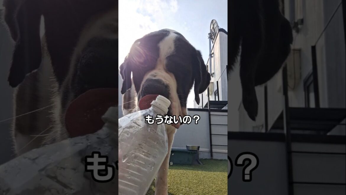【超大型犬】こうしてあげると飲みやすい💕NANAちゃんの飲み方 　#犬 #セントバーナード #shors
