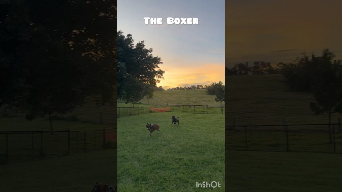 ボクサーの巻 #ラブラドールレトリバー #ボクサー犬 #犬 #犬動画 #ドッグラン #labrador #boxerdog #dog #dogshorts