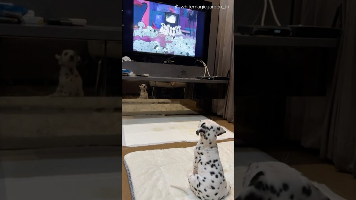 Just a Dalmatian puppy watching 101 Dalmatians 😂❤️ #shorts #puppy #tv #cutedog #disney #animals