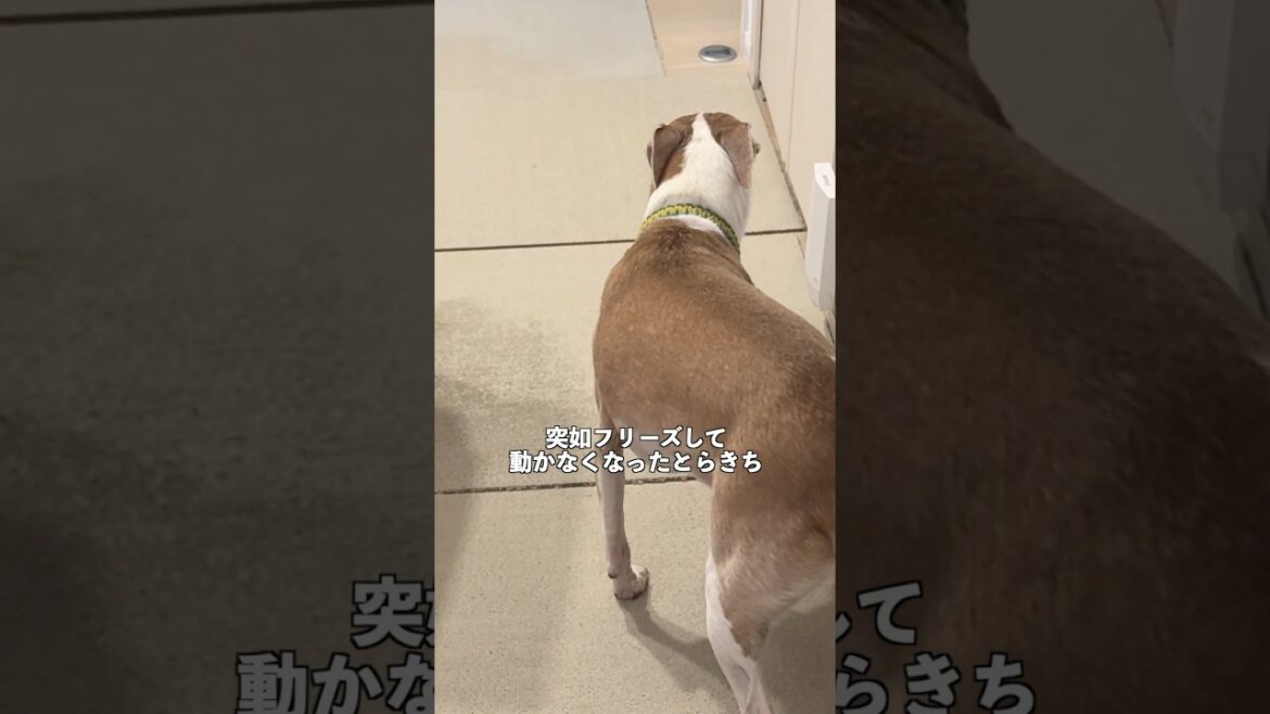 愛犬が一点を見つめ動かないので話しかけてみた結果・・【イタグレ】【ウィペット】#shorts #dog