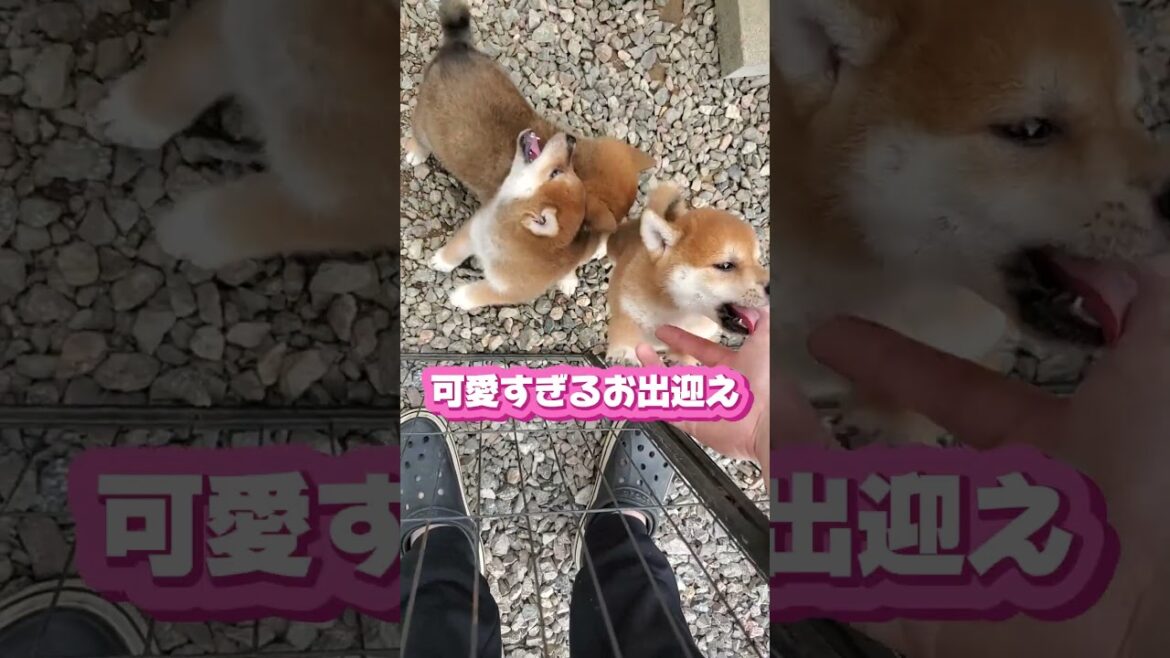子犬のお出迎えに癒される #柴犬 #柴犬の赤ちゃん #柴犬のいる暮らし #子犬 #柴犬ブリーダー #ご家族様募集中 #里親募集中