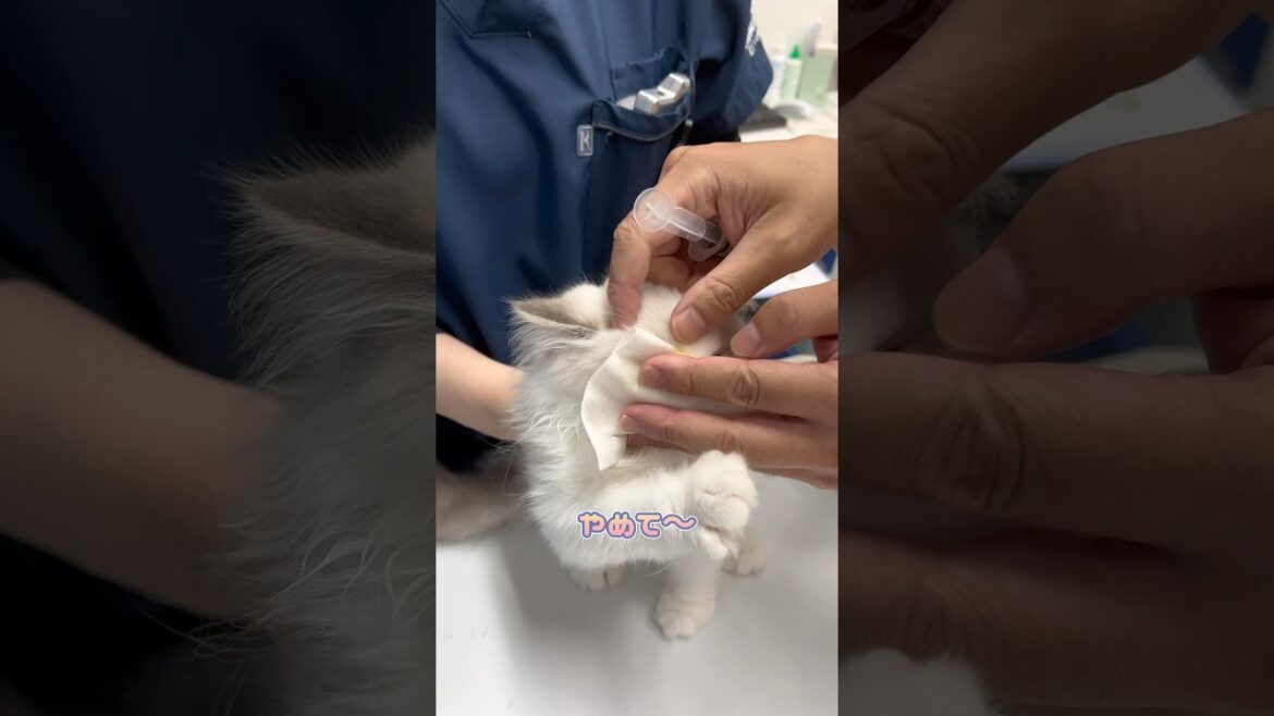 眼検査を必死に抵抗するラグドール